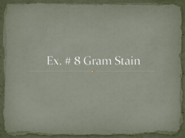 Ex. # 8 Gram Stain
