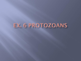 Ex. 6 Protozoans