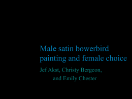 bowerbirds
