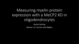 Measuring myelin protein expression with a MeCP2 KO in