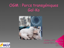 OGM : Porcs transgéniques Gal-Ko