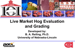 Live Hog Evaluation