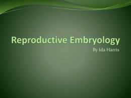 Reproductive Embryology (from Ida) - U