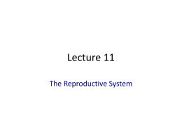 powerpoint lecture
