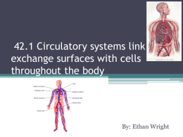 42.1 Circulatory systems link exchange surfaces with cells