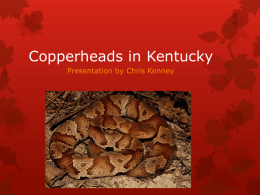 Copperheads in Kentucky