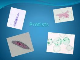 Protists - SciencePLC