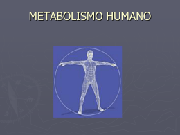 Metabolismo Humano - Apuntes Cientificos