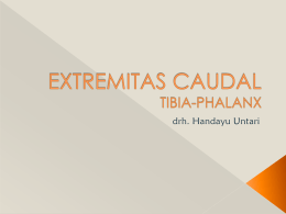 EXTREMITAS CAUDAL TIBPHALkelas D