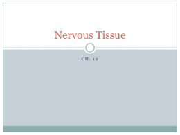 Nervous Tissue - MrsSconyersAnatomy