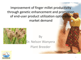 Improvement of finger millet productivity through genetic