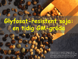 Glyfosat-resistent soja