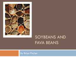 SoyBeans and Fava Beans