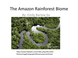 The Amazon Rainforest - 18-005