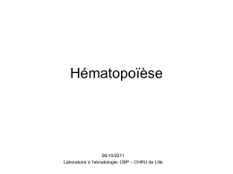 Hématopoïèse - Fichier