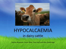 Hypocalcaemia in dairy cattle re-edited