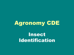 Insect ID.ppt