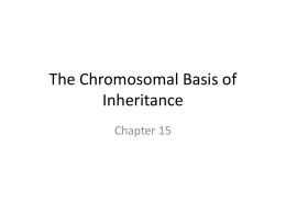 AP Bio Chapter 15 The Chromosomal Basis of
