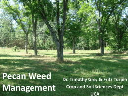 Pecan Weed Management
