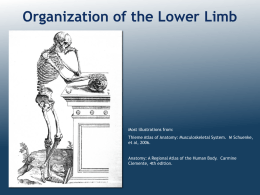 Introduction to the Lower Limb - Ohio University College of