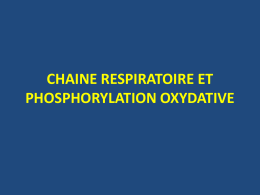 Chaine respiratoire et phosphorylation oxydative