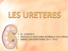 Les uretères