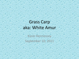 Grass Carp