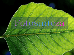 Фотосинтеза 1