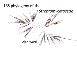 Streptomyces_tree