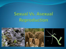 Sexual Vs Asexual reproduction