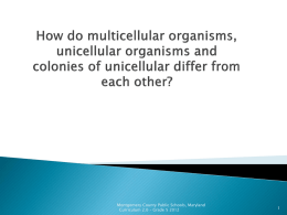 Multicellular vs. Unicellular powerpoint