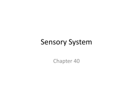 Lecture 8 Sensory - Porterville College