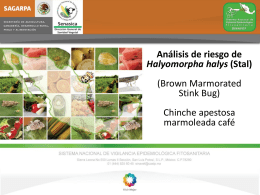 Halyomorpha halys (Stal)