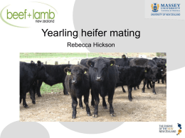 Hickson Heifer Mating