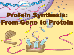 Details of Ch. 17 Protein Synthesis PPT