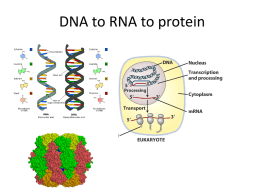 From RNA to protein