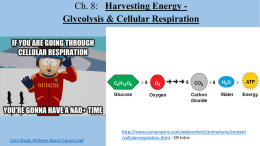 PPT Nts Cellular Respiration