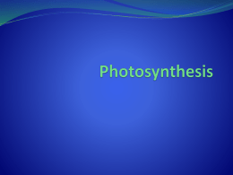 Photosynthesis