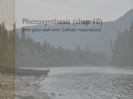 10 Photosynthesis