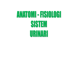 Anatomi Fisiologi Urinari Oleh Dosen Sari Luthfiyah, SKp. M.Kes
