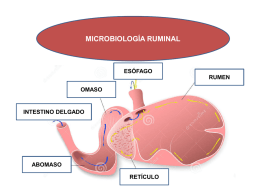 10 microbiologia ruminal