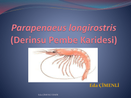 Parapenaeus longirostris (Derin Su Pembe Karidesi)