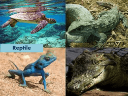 reptile