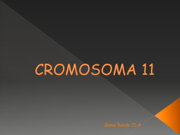 CROMOSOMA 11