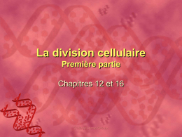 Division cellulaire : réplication de l`ADN, mitose et cancer