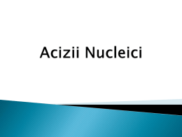 Grupa 3 - Acizii Nucleici