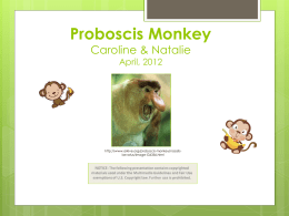 Proboscis Monkey Caroline Fischbach & Natalie Shade April, 2012