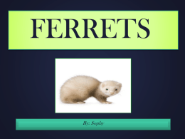 Ferrets Evidence