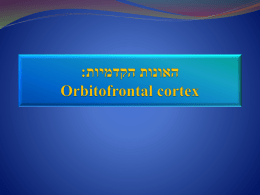 האונות הקדמיות: Orbitofrontal cortex