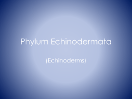 Phylum Echnodermata